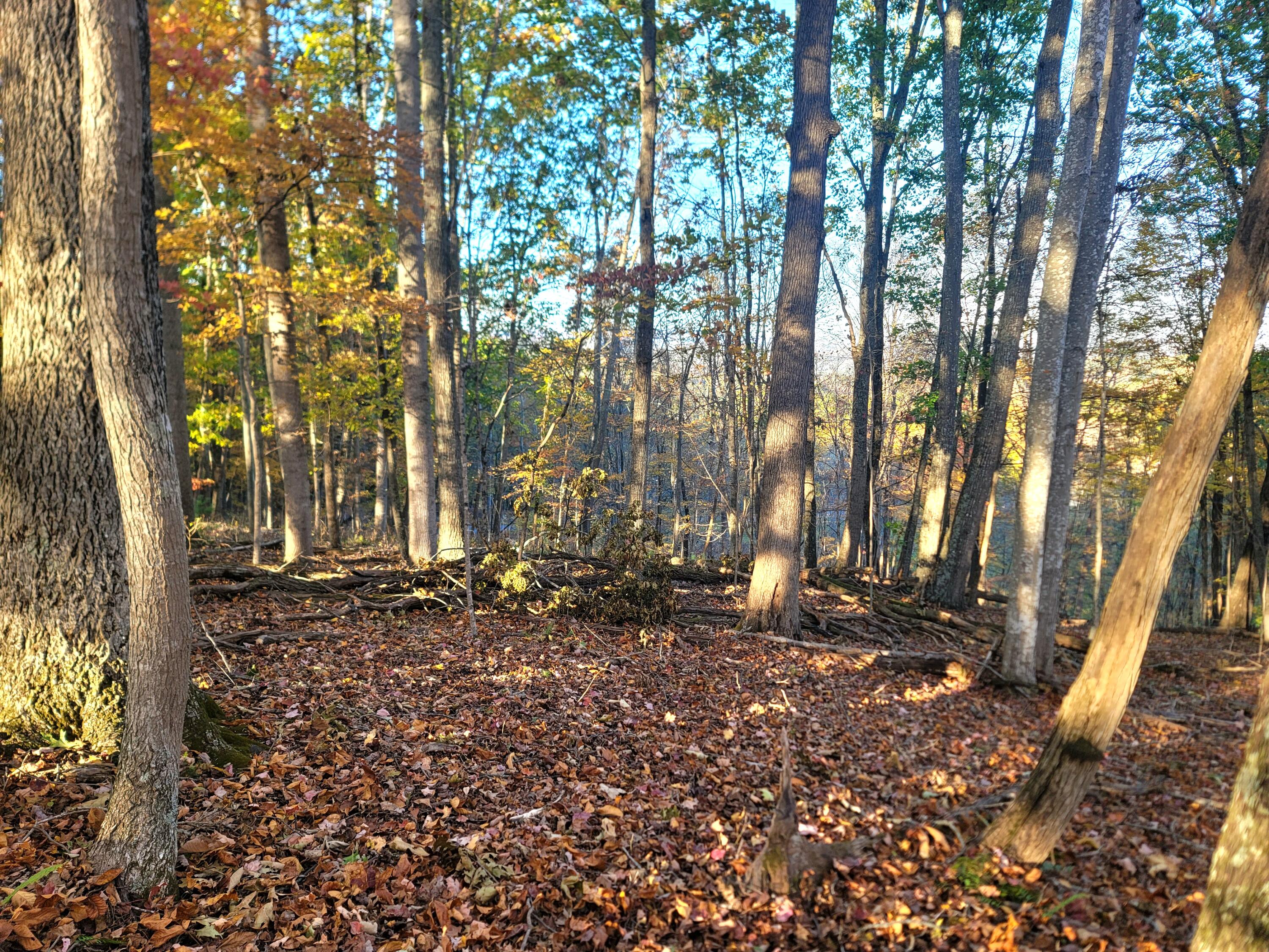 1308 Seminole Road Forest Hill, WV 24935 - Photo 15 of 39 Gallery Image 15