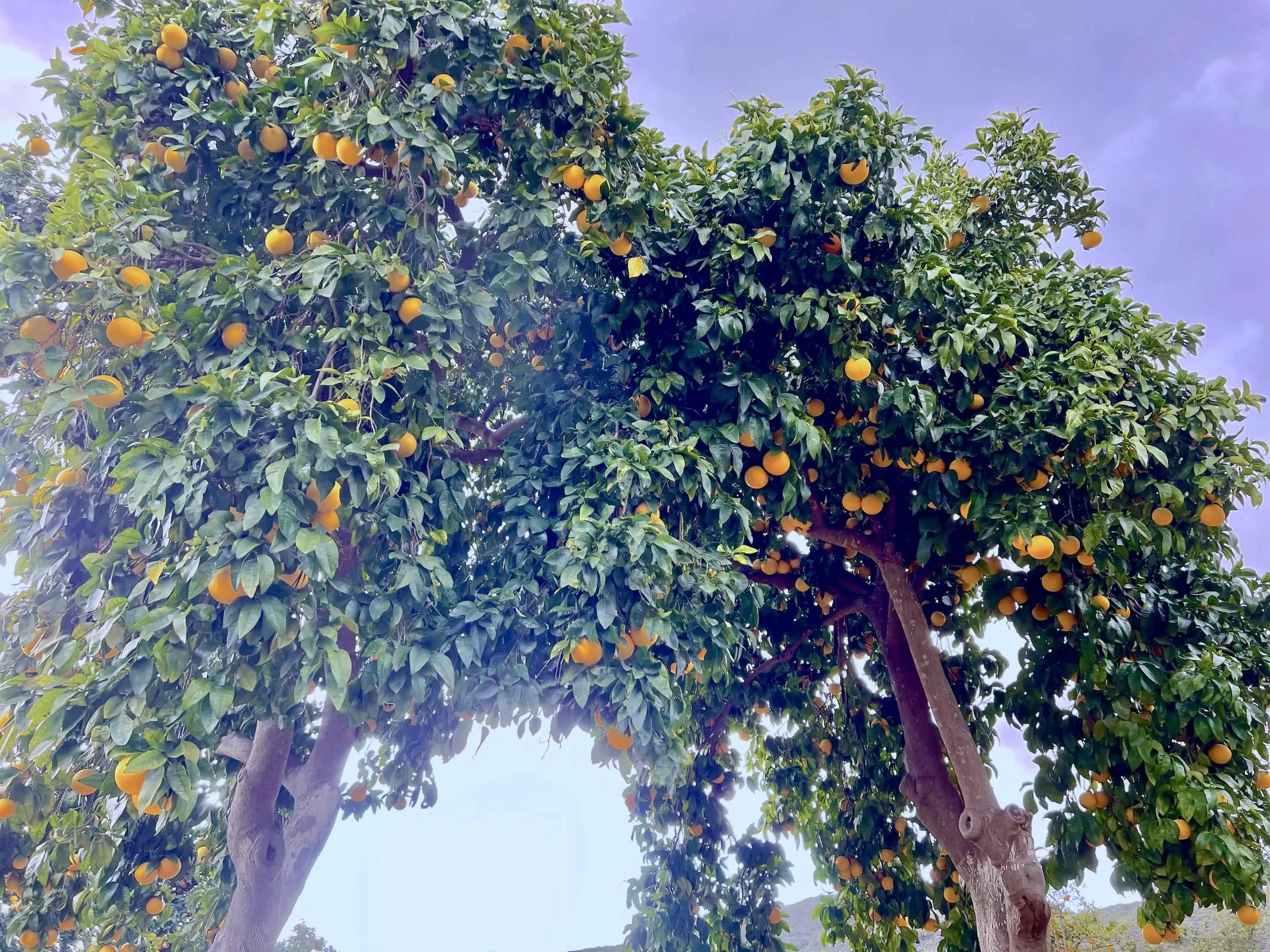 32500 Rincon Ranch Road Pauma Valley, CA 92061 - Photo 15 of 19 a picture of tree