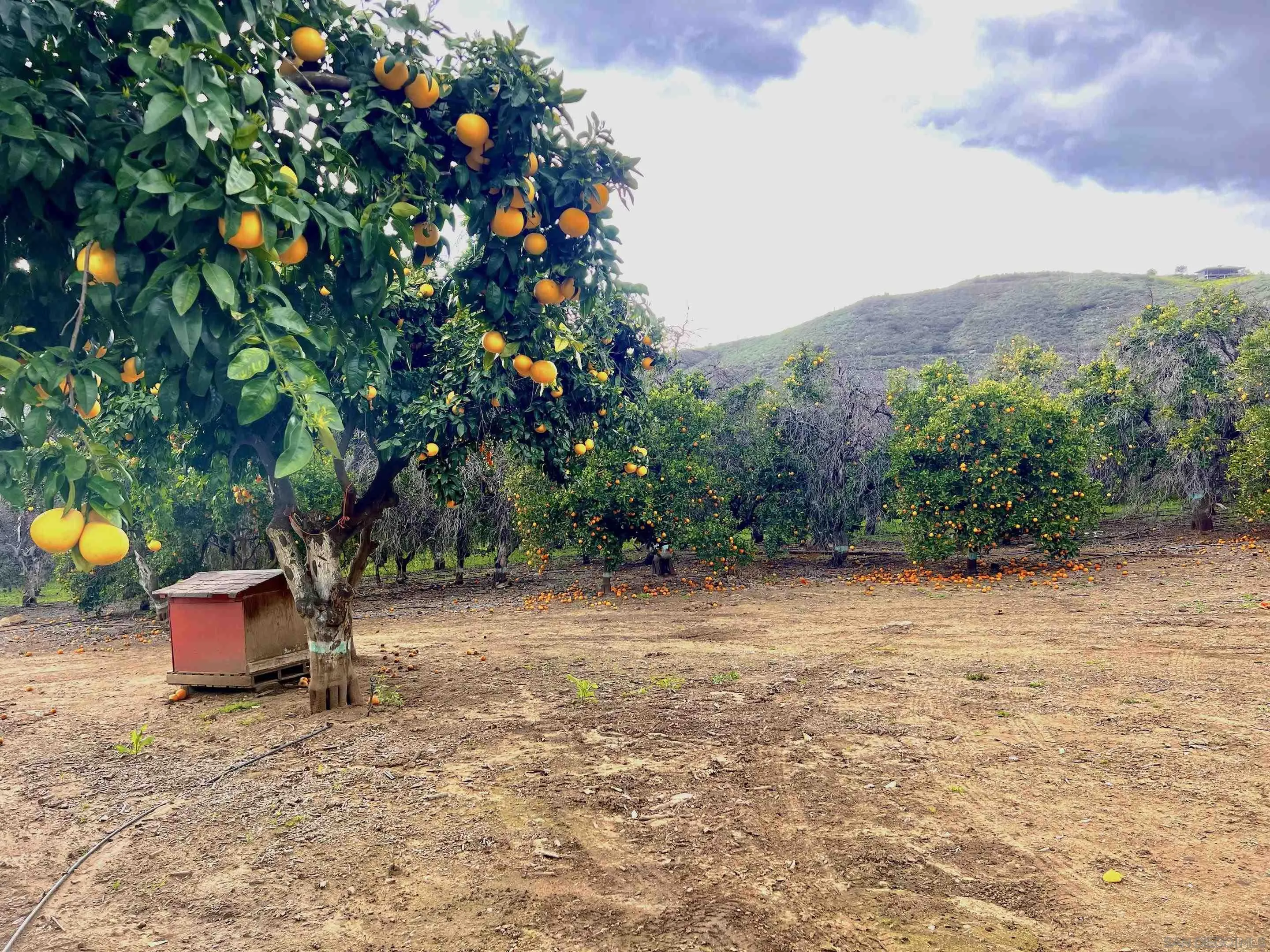 32500 Rincon Ranch Road Pauma Valley, CA 92061 - Photo 18 of 19 a backyard of a house with table and chairs