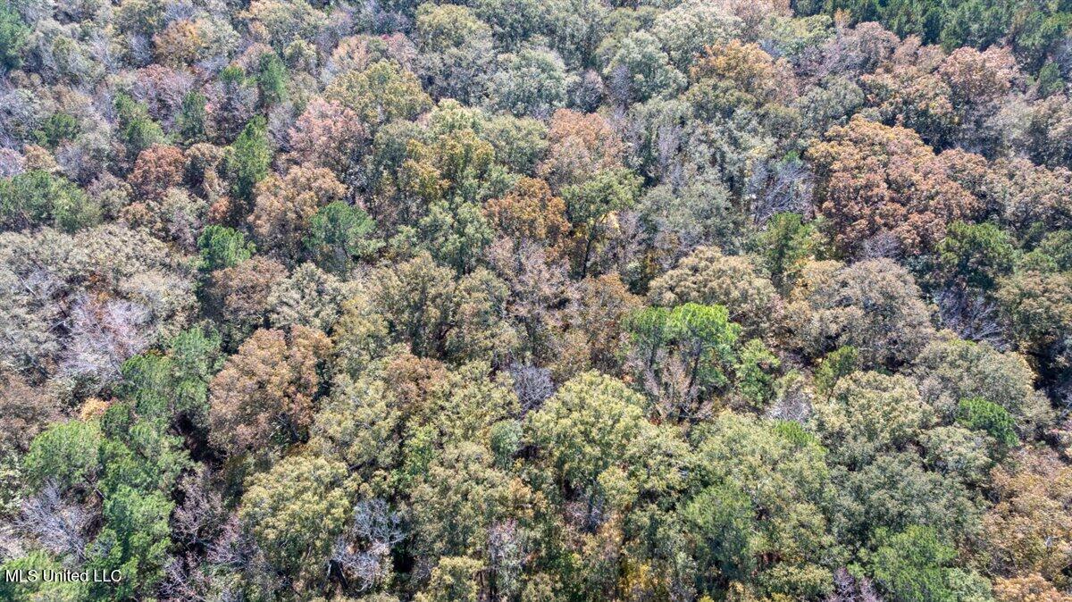J C Prestage Road Pelahatchie, MS 39145 - Photo 6 of 8 07-Trees