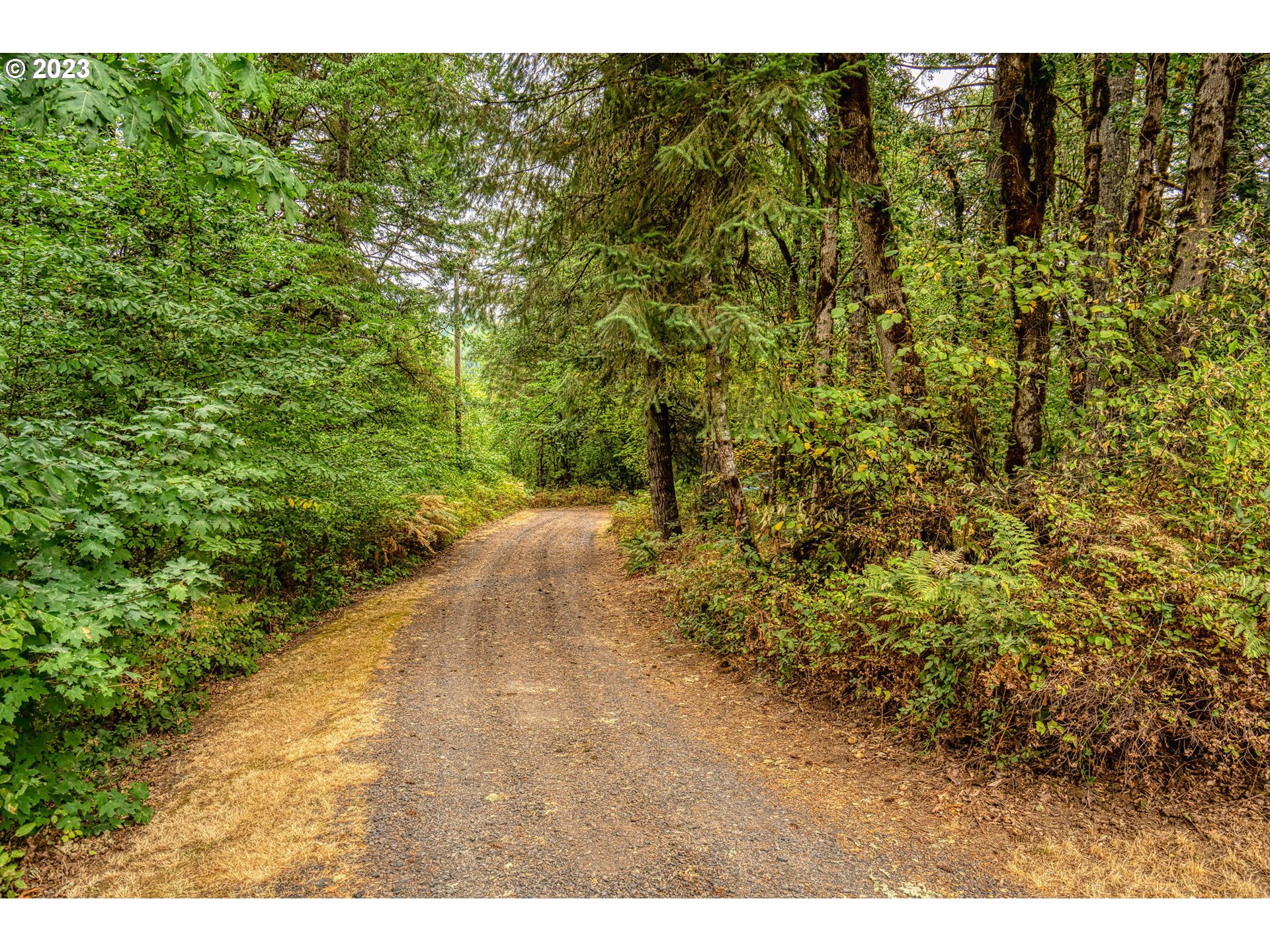26720 Northwest Williams Canyon Road Gaston, OR 97119 - Photo 20 of 33 a view of a yard with a tree