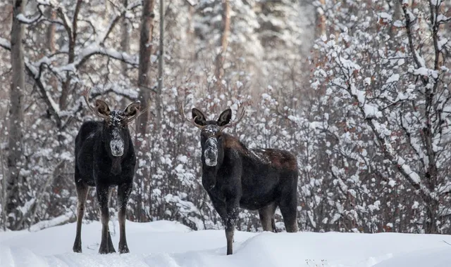 $3,750,000 | 34100 Wildridge Lane, Steamboat Springs, CO 80487