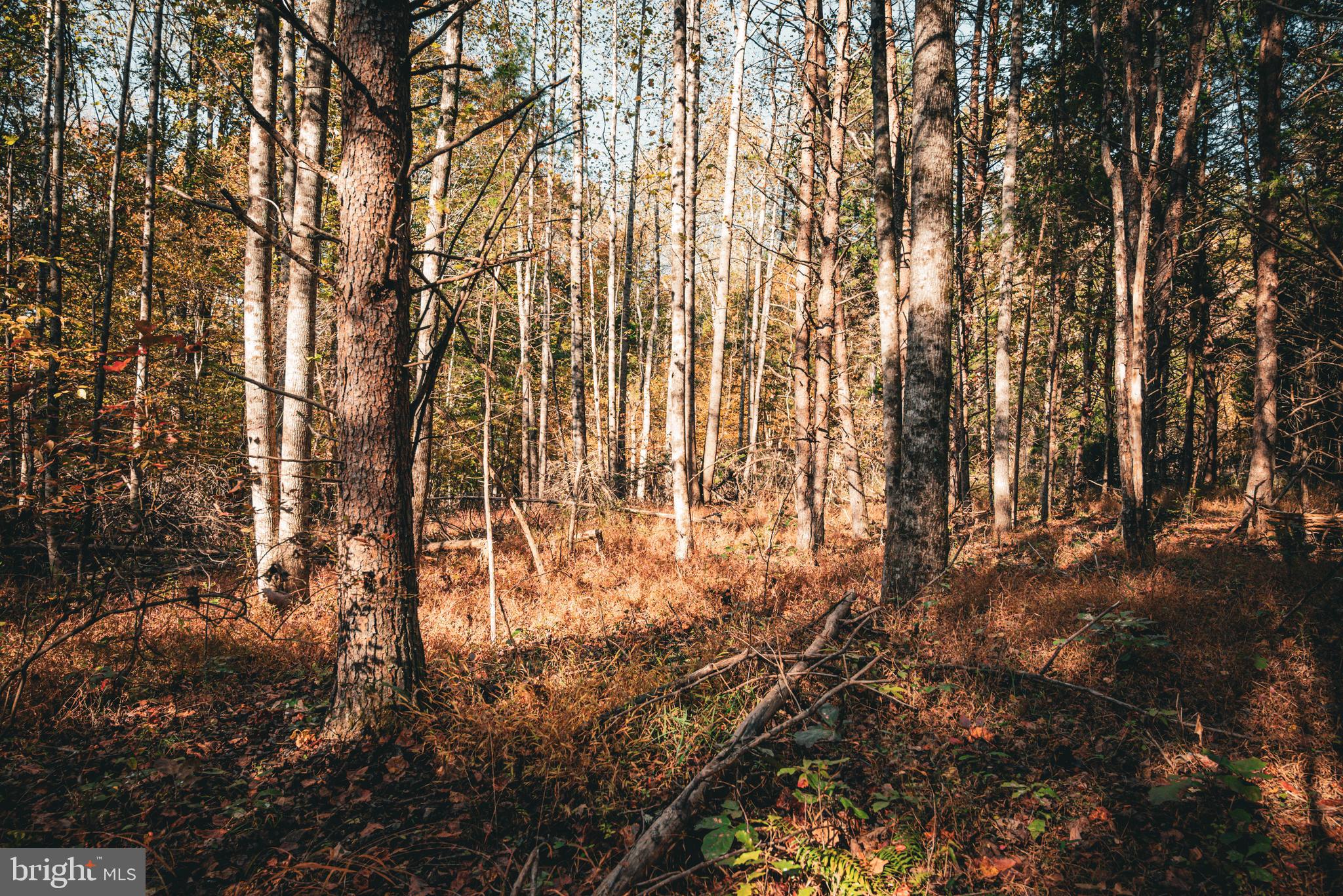14603 Cox Mill Road Gordonsville, VA 22942 - Photo 11 of 61 a view of yard