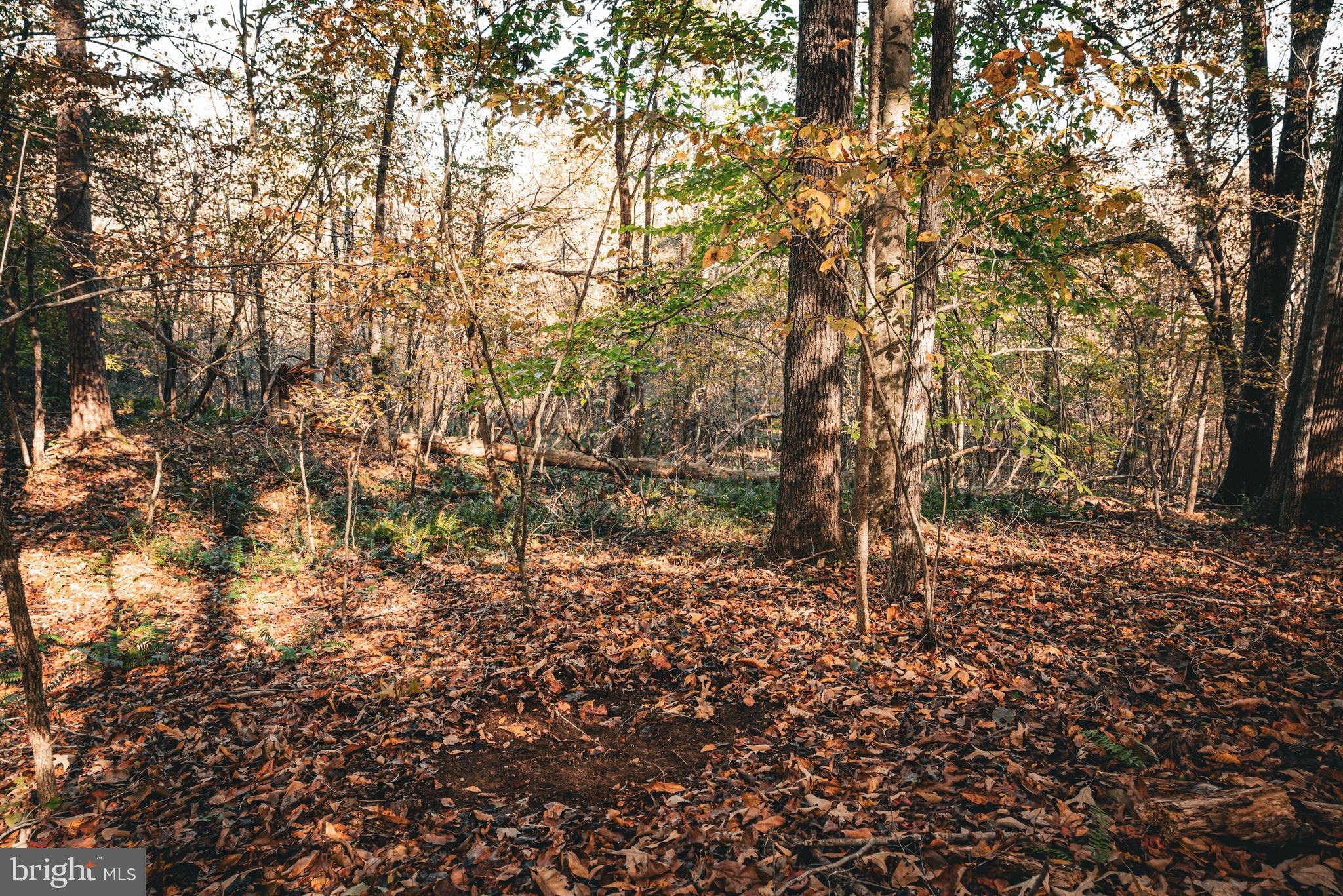 14603 Cox Mill Road Gordonsville, VA 22942 - Photo 13 of 61 a backyard of a house with lots of trees