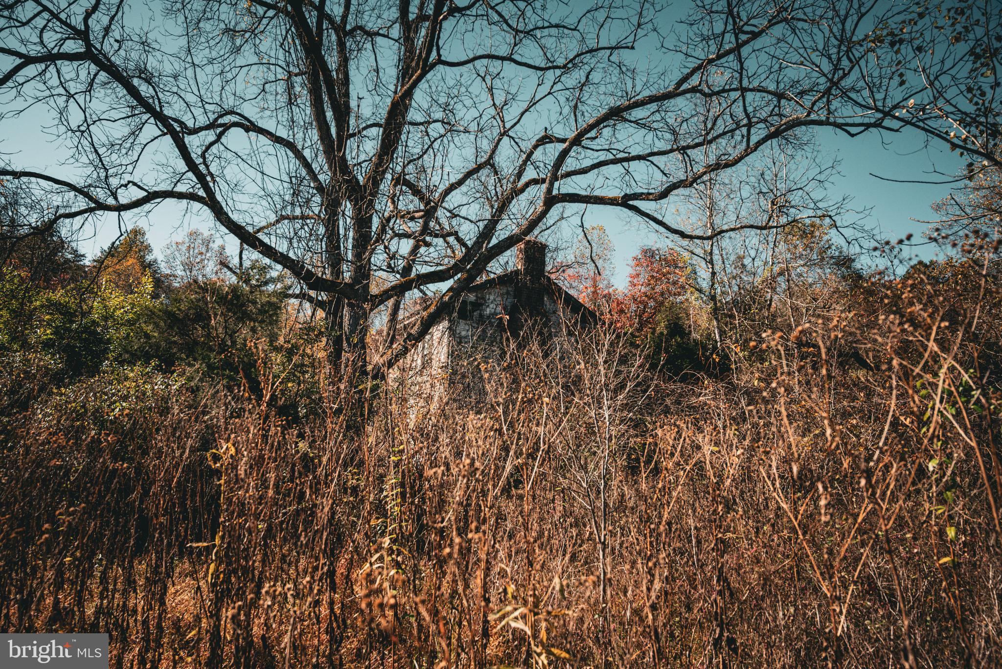 14603 Cox Mill Road Gordonsville, VA 22942 - Photo 18 of 61 a view of a tree in a yard