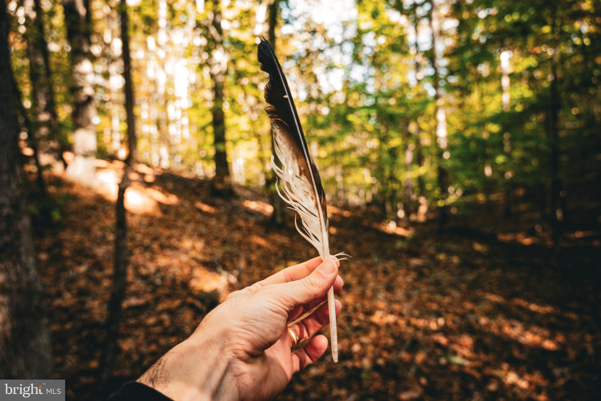 14603 Cox Mill Road Gordonsville, VA 22942 - Photo 33 of 61 a view of tree