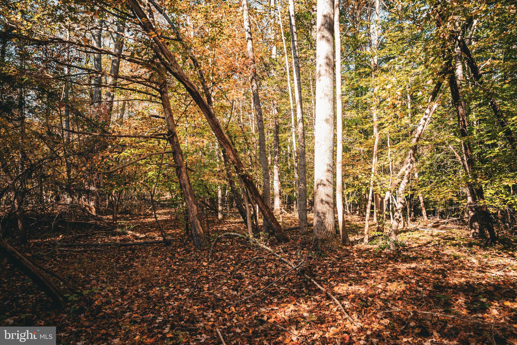 14603 Cox Mill Road Gordonsville, VA 22942 - Photo 38 of 61 a view of outdoor space