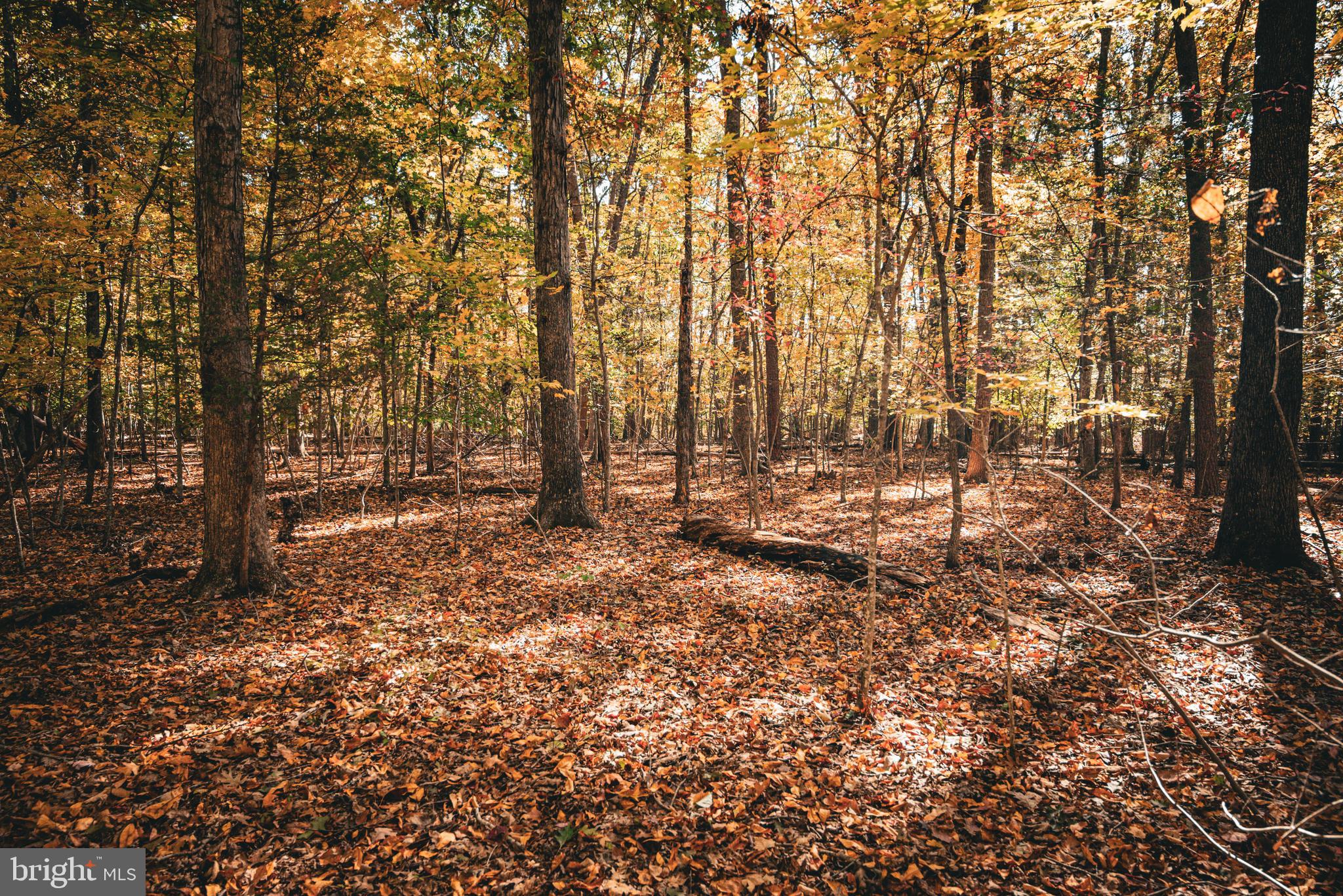 14603 Cox Mill Road Gordonsville, VA 22942 - Photo 39 of 61 a view of outdoor space with lots of trees