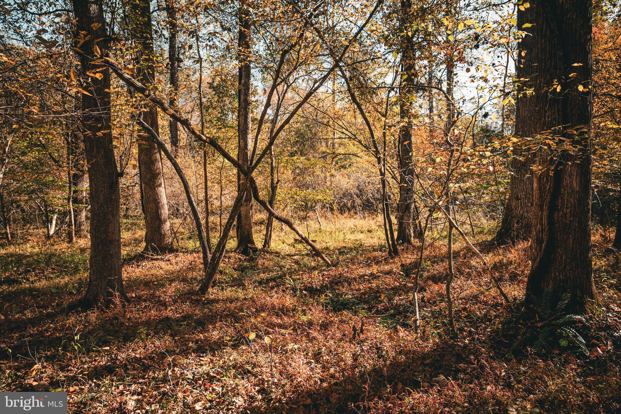 14603 Cox Mill Road Gordonsville, VA 22942 - Photo 8 of 61