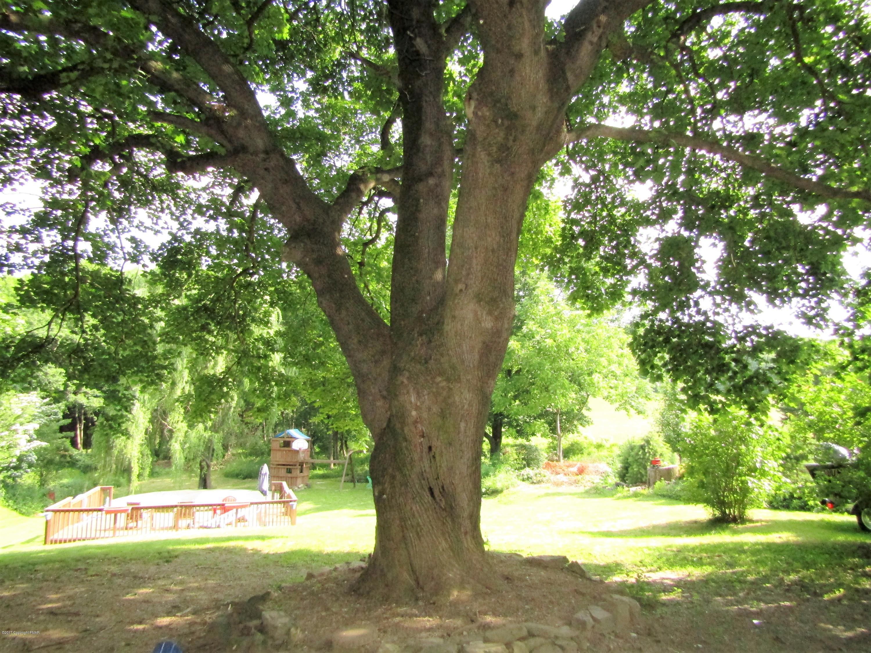 1231 Main Road Lehighton, PA 18235 - Photo 27 of 42 WHAT A TREE