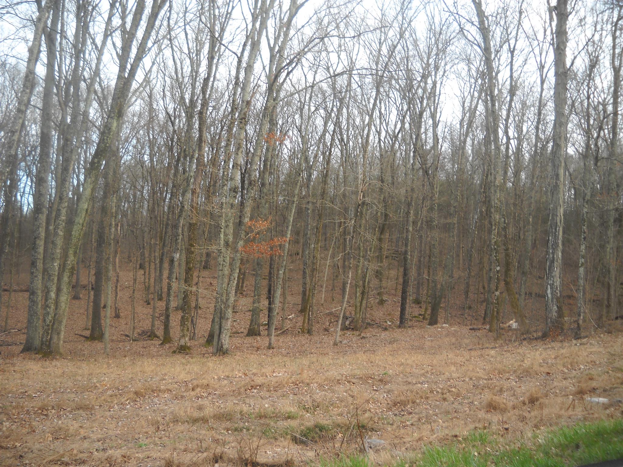 2425 Oak Grove Road Lebanon, TN 37090 - Photo 2 of 5 a view of small yard with large trees