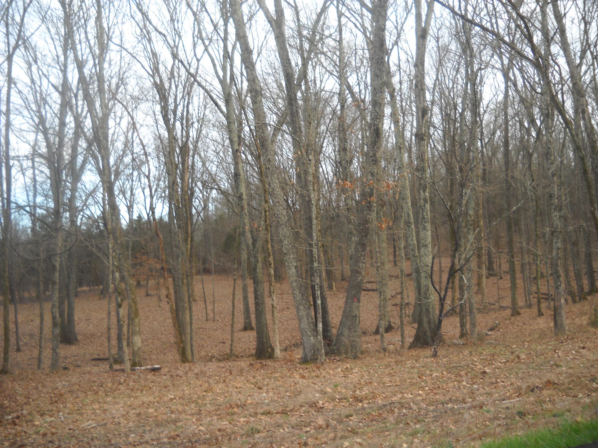 2425 Oak Grove Road Lebanon, TN 37090 - Photo 5 of 5 a view of backyard with trees