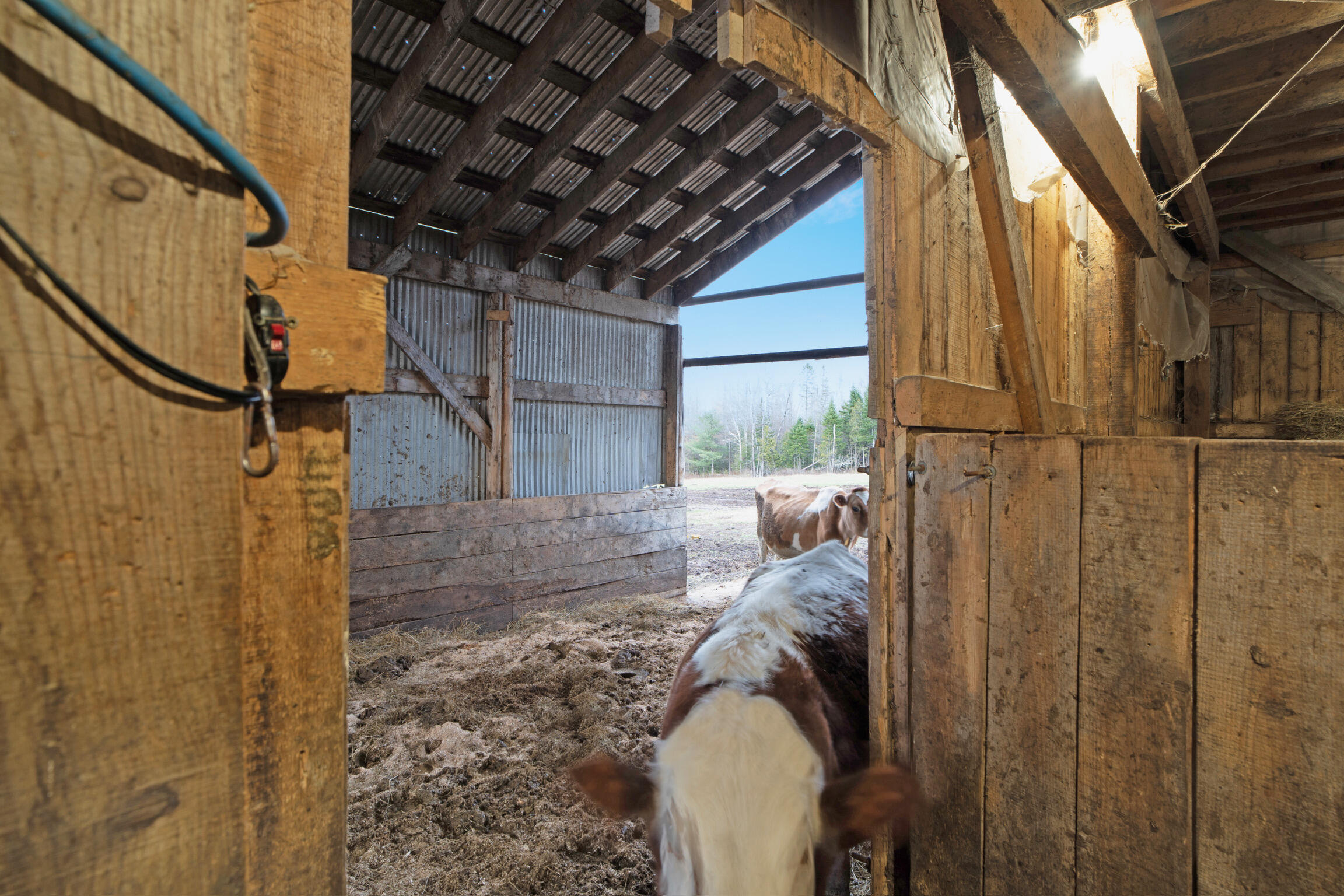 68 Dunn Road Dexter, ME 04930 - Photo 67 of 85 Interior of Barn