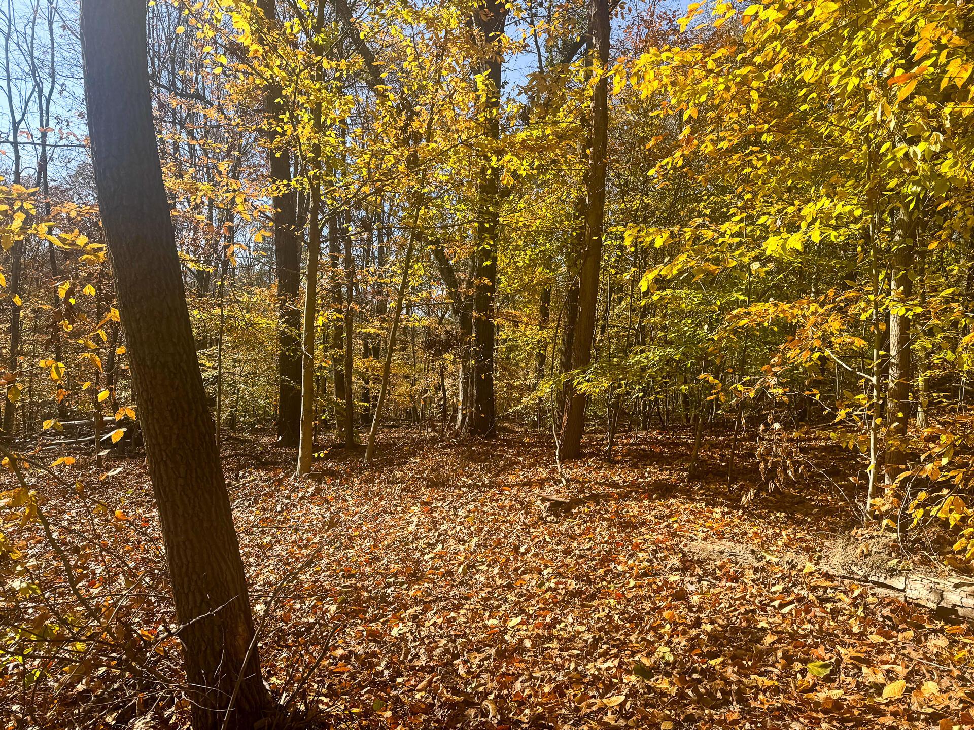 908 Nibert Road, Unit PONDS POPLAR RIDGE TRACT 2) Gallipolis, OH 45631 - Photo 14 of 25 CT-14