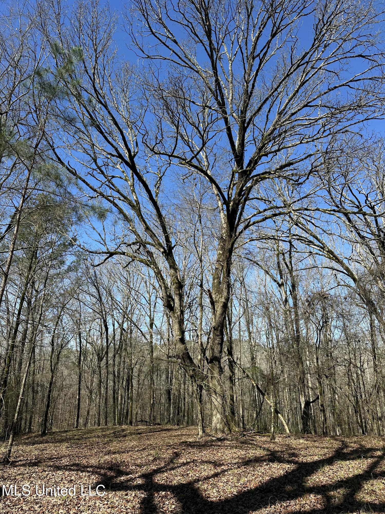 344 Hines Road Camden, MS 39045 - Photo 16 of 53 IMG_3674