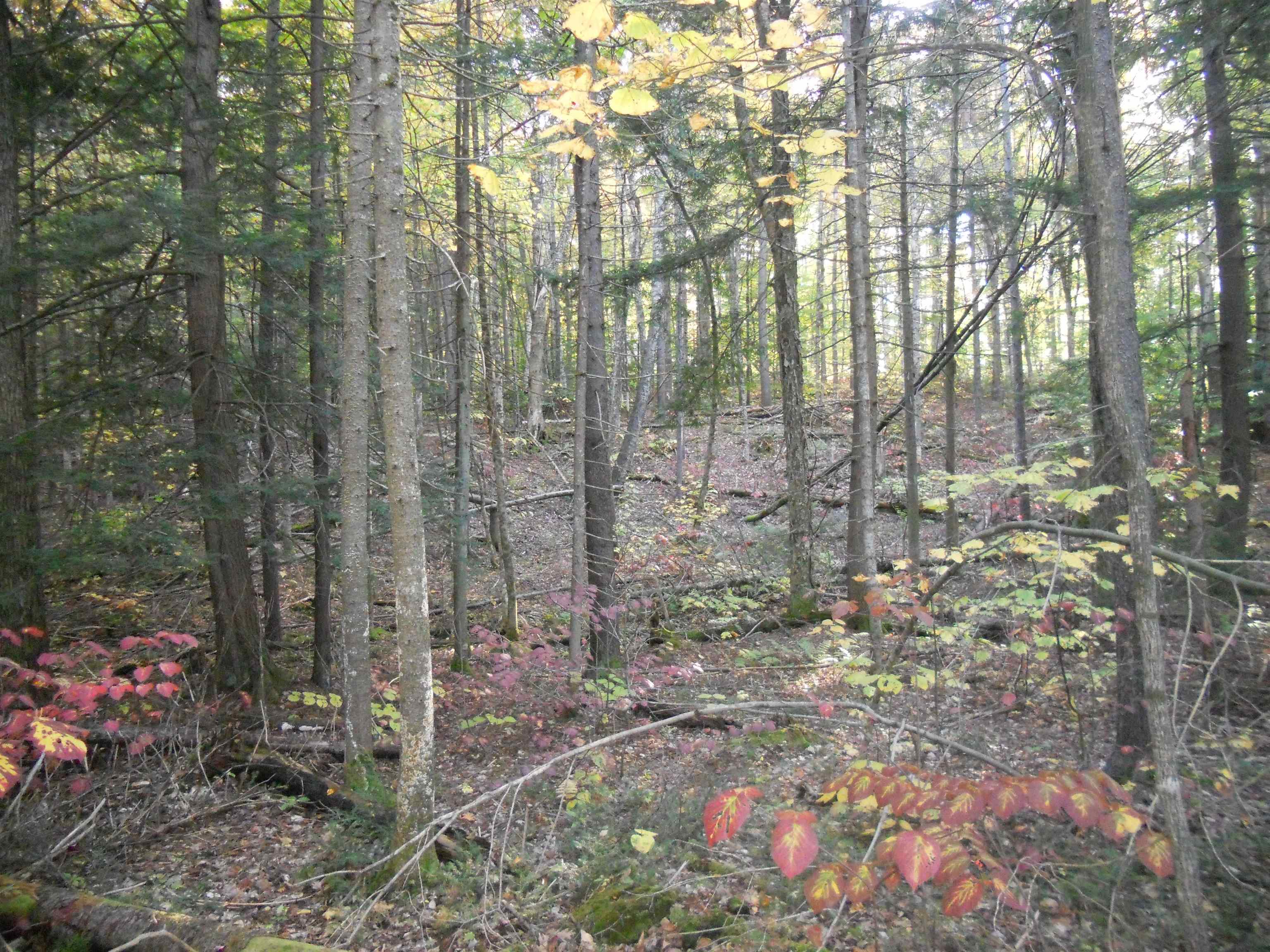 521 Miller Pond Road Grantham, NH 03753 - Photo 7 of 8