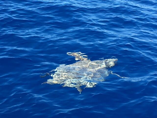 55 Boca Chica Road, Unit 32 Key West, FL 33040 - Photo 30 of 34 Floating turtle
