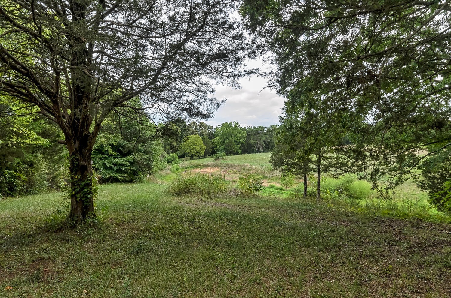 8321 Shelton Road Corryton, TN 37721 - Photo 22 of 28 a view of a green field with lots of bushes