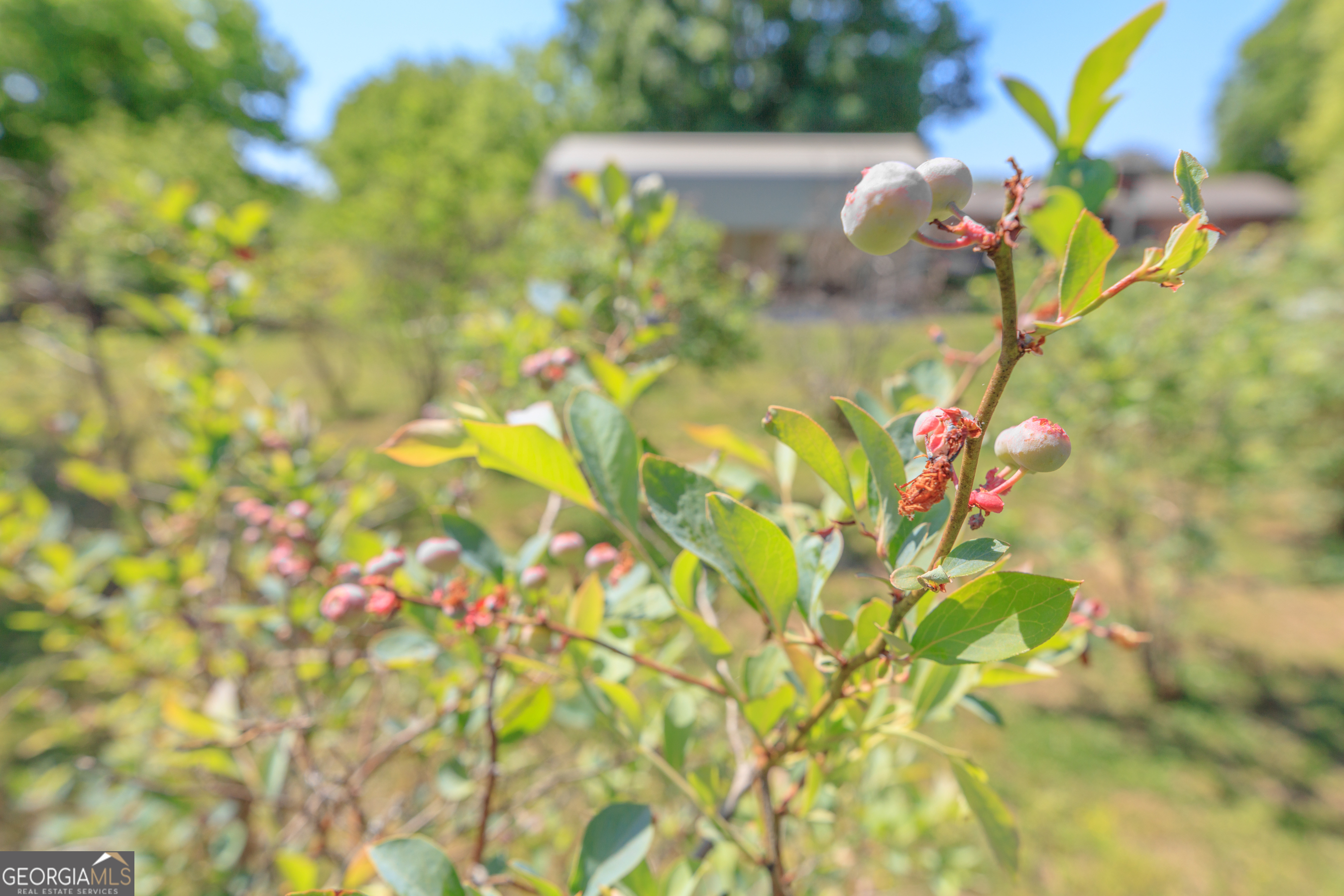 669 Chandler Road Chickamauga, GA 30707 - Photo 78 of 125