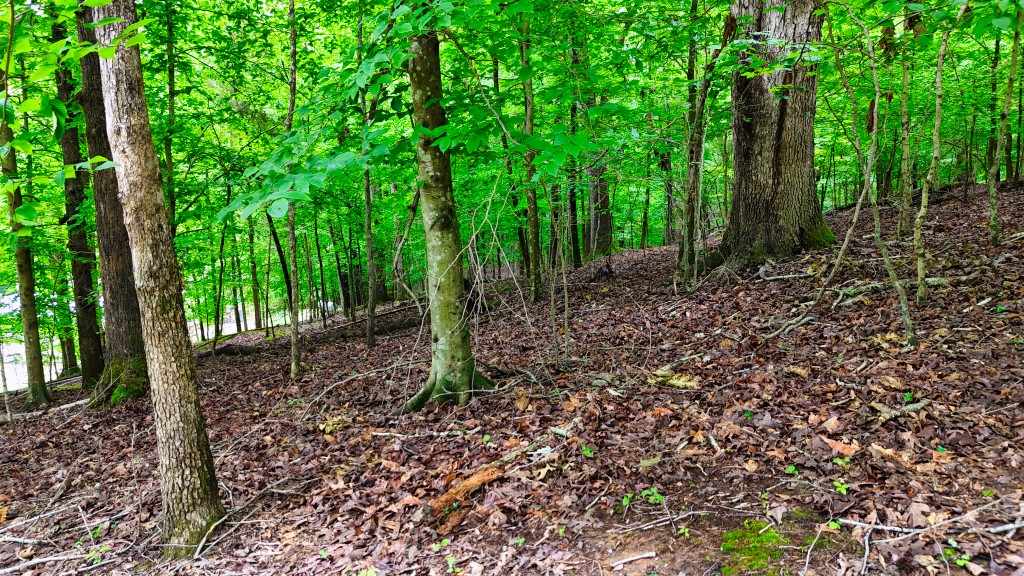 0 Wagon Wheel Road Cadiz, KY 42211 - Photo 11 of 22 a big yard with lots of green space and trees