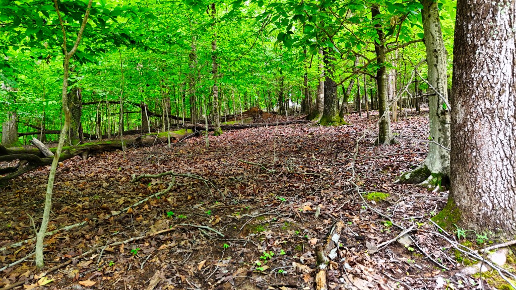 0 Wagon Wheel Road Cadiz, KY 42211 - Photo 12 of 22 a view of a forest with trees in the background
