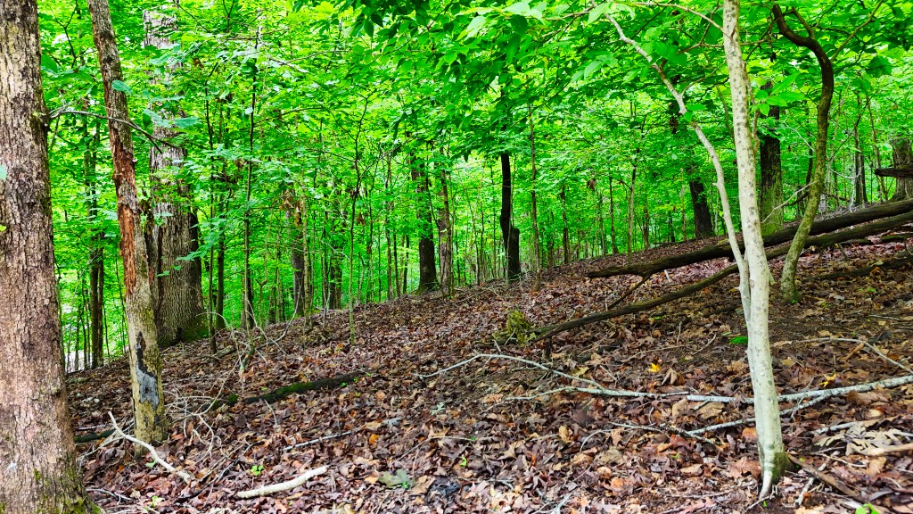 0 Wagon Wheel Road Cadiz, KY 42211 - Photo 13 of 22 a view of a yard with plants and large trees