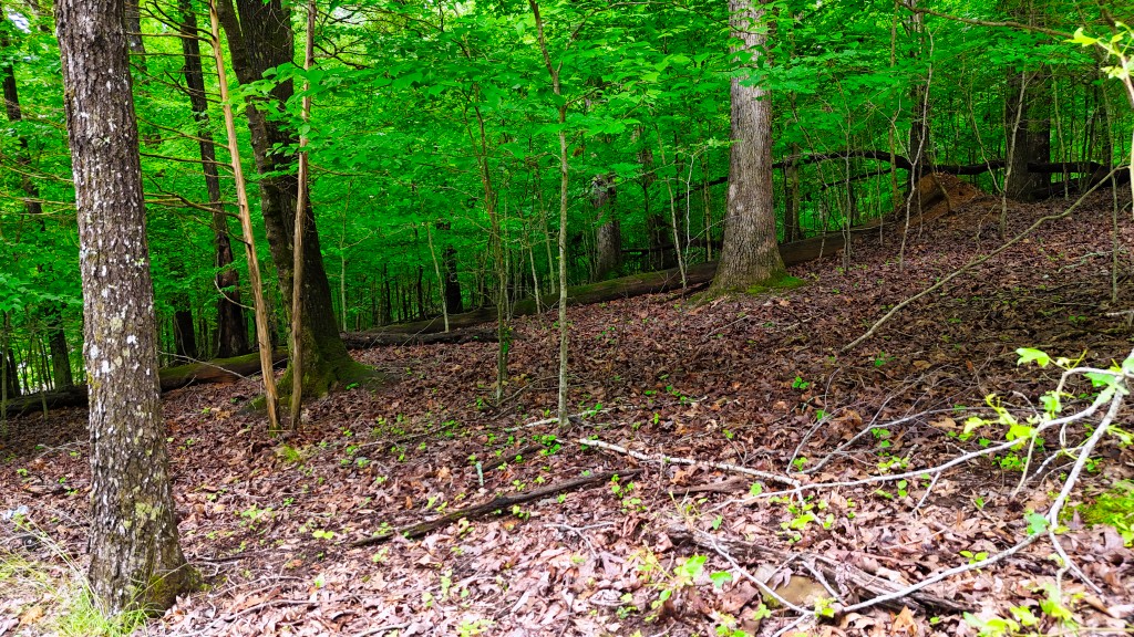 0 Wagon Wheel Road Cadiz, KY 42211 - Photo 15 of 22 a backyard of a house with lots of green space