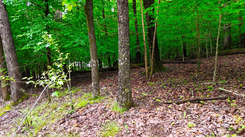 0 Wagon Wheel Road Cadiz, KY 42211 - Photo 16 of 22 a backyard of a house with lots of green space