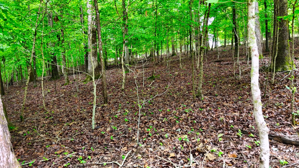 0 Wagon Wheel Road Cadiz, KY 42211 - Photo 17 of 22 a view of a forest with a trees