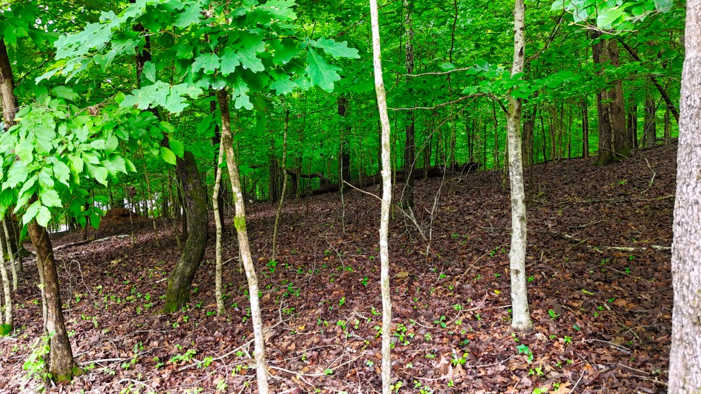 0 Wagon Wheel Road Cadiz, KY 42211 - Photo 18 of 22 a view of a forest