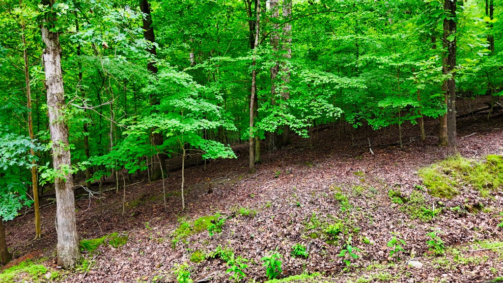 0 Wagon Wheel Road Cadiz, KY 42211 - Photo 8 of 22 a backyard of a house with lots of green space