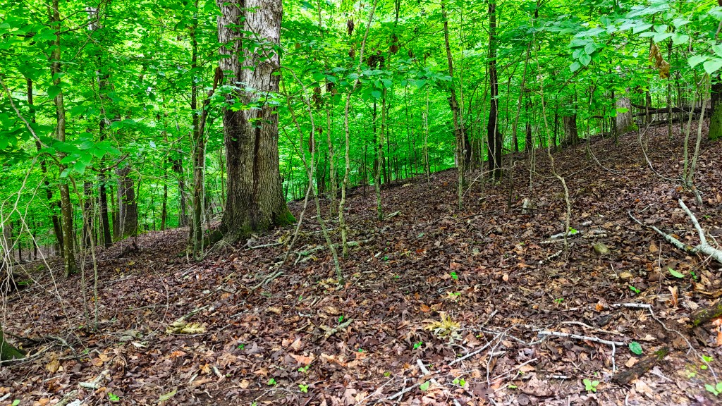 0 Wagon Wheel Road Cadiz, KY 42211 - Photo 10 of 22 a view of a forest with trees in the background