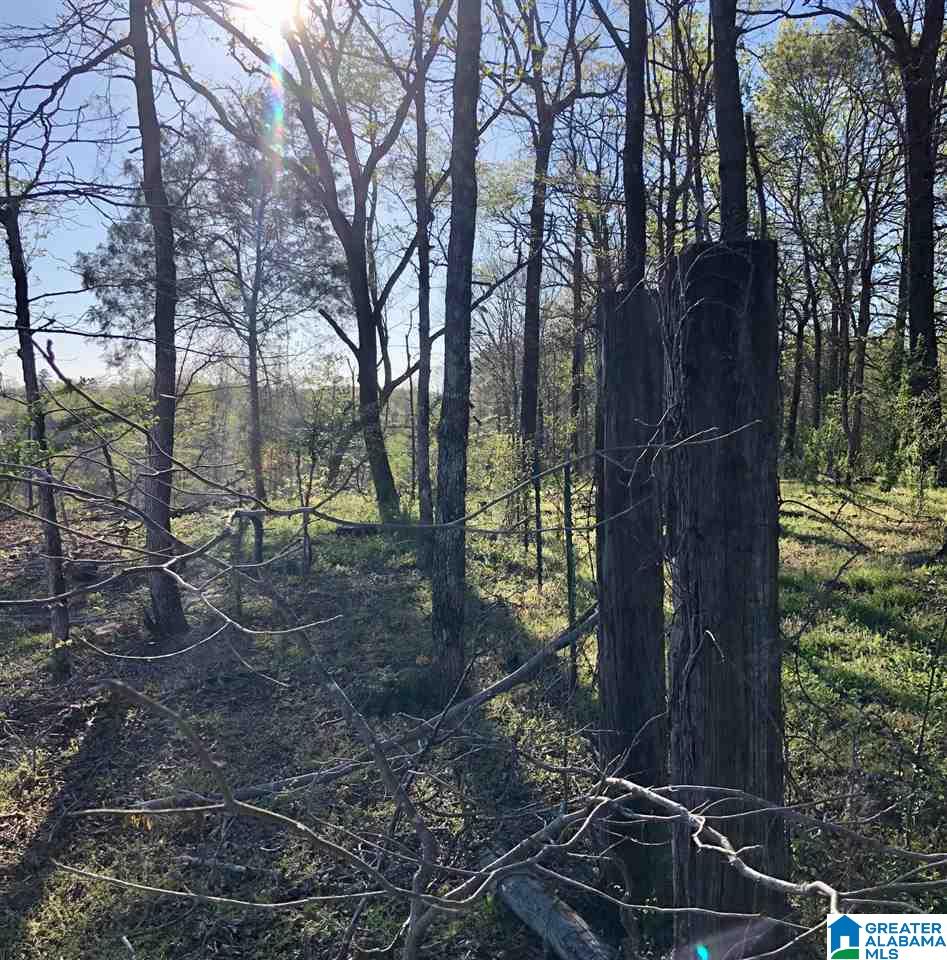 43-acres Wills Farm Road, Unit 43 ACRES Lincoln, AL 35096 - Photo 3 of 19