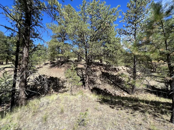 a view of a yard covered with trees