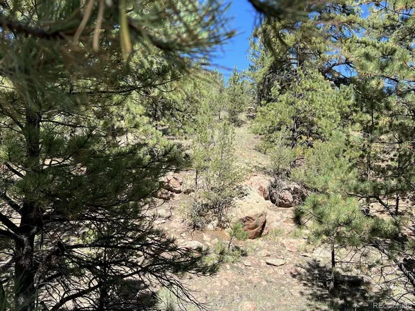 a view of a tree in a yard