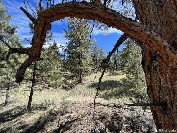 a view of tree in front of a house