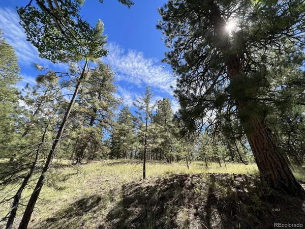 a view of a forest with trees