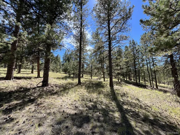 a row of trees