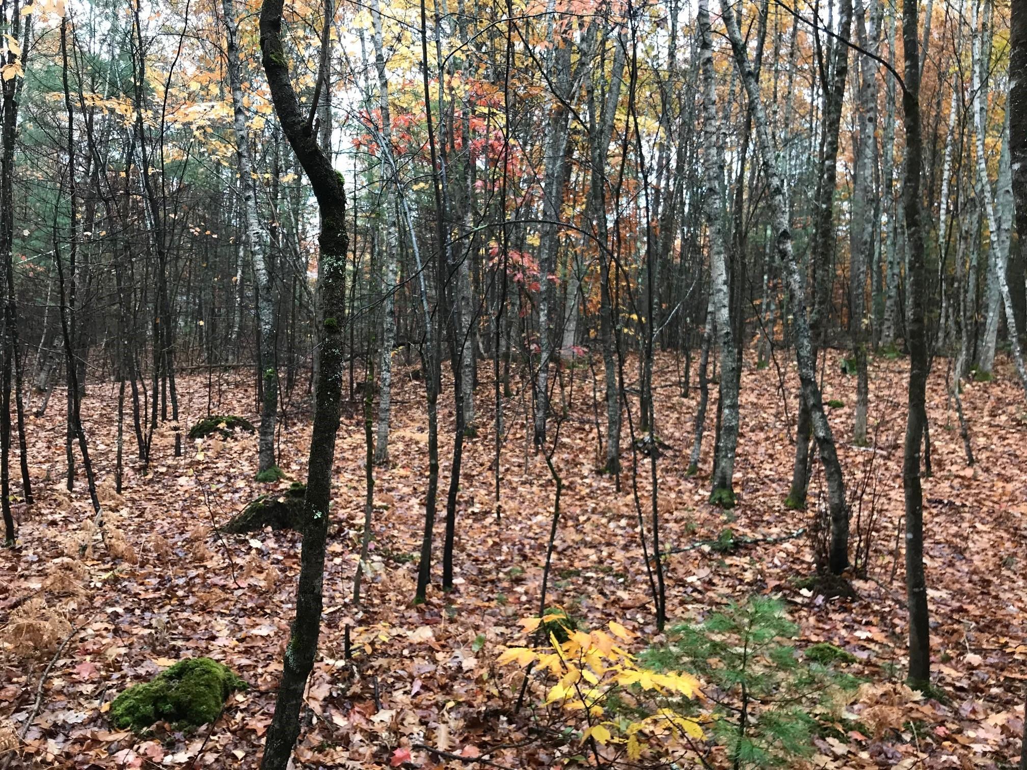 0 Spring Road West Newfield, ME 04095 - Photo 8 of 17 6