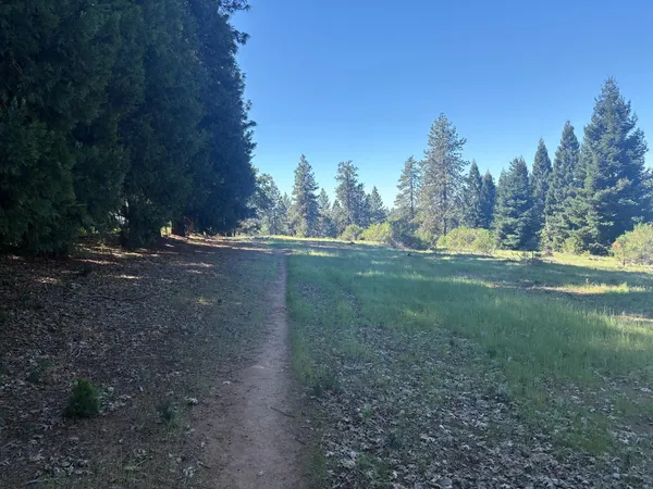 a view of a yard with a tree