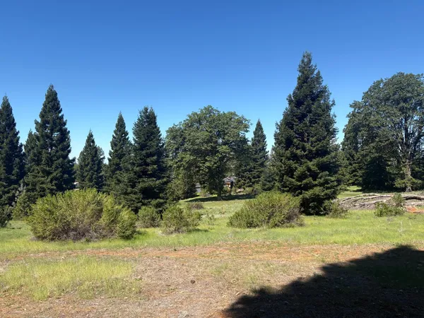 a view of a tree in the middle of a yard