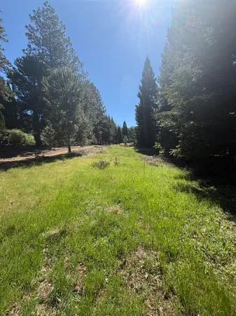 a view of a yard with a tree