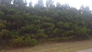 Heram RD Wooded