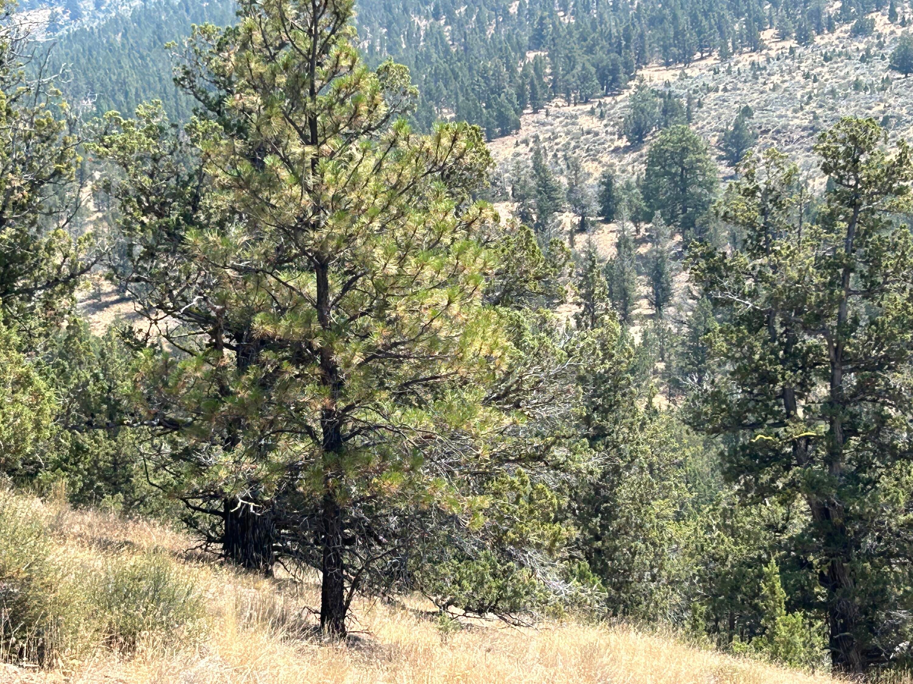 1900 Simpson Road Prineville, OR 97754 - Photo 3 of 7 IMG_5153