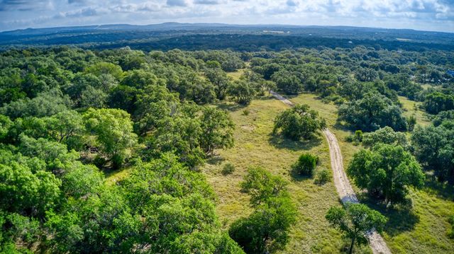a view of a yard with plants and large trees