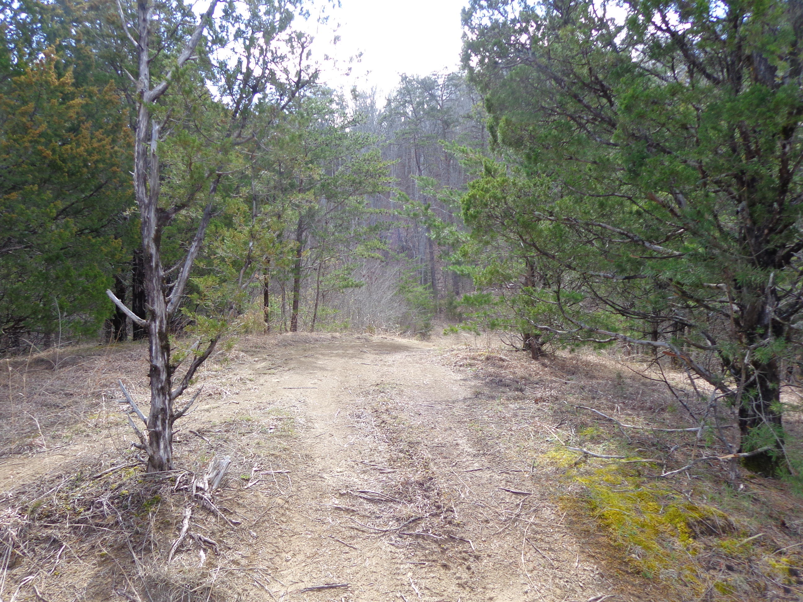 8.01 Bohanan Top Road Sevierville, TN 37876 - Photo 15 of 38 #559241 bohannon top land (4)