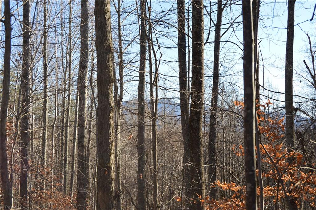 0 Frye Road Westfield, NC 27053 - Photo 12 of 20 Gallery Image 12