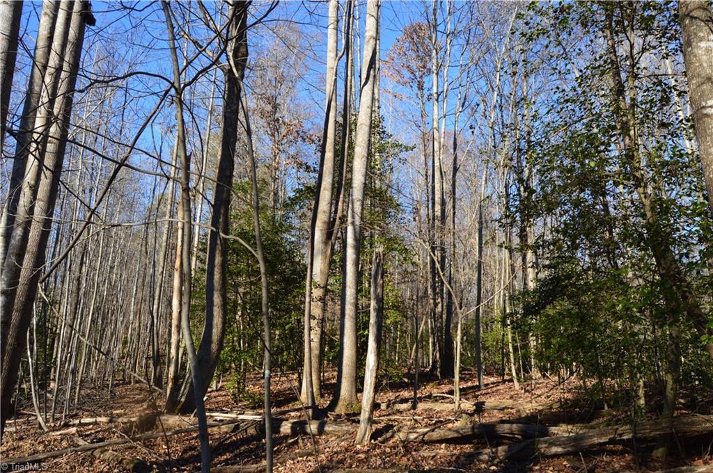 0 Frye Road Westfield, NC 27053 - Photo 10 of 20 Gallery Image 10