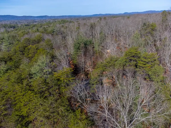 a view of a yard with plants and large trees