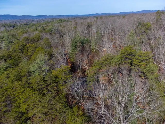 a view of a yard with plants and large trees